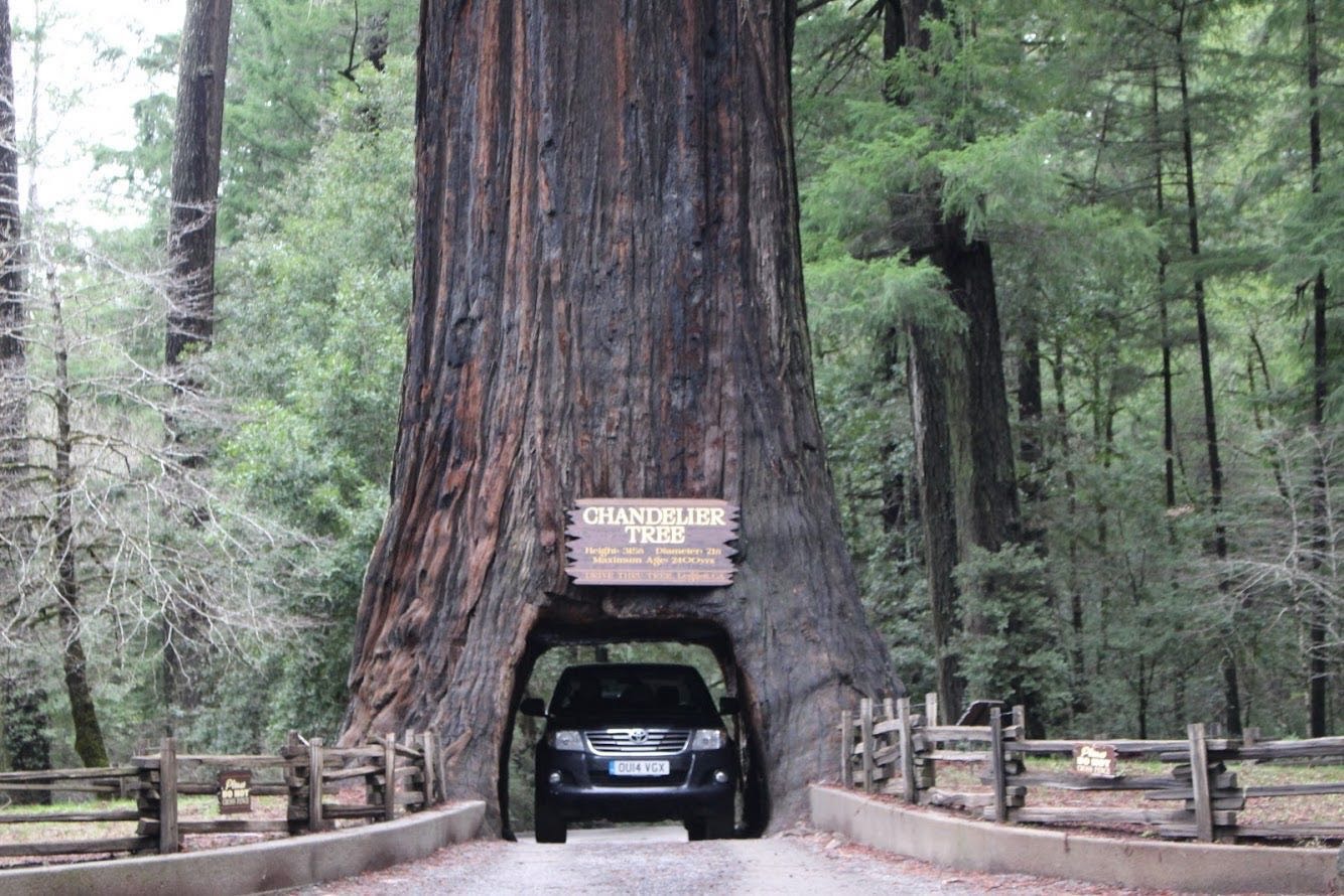 United States · Chandelier Tree